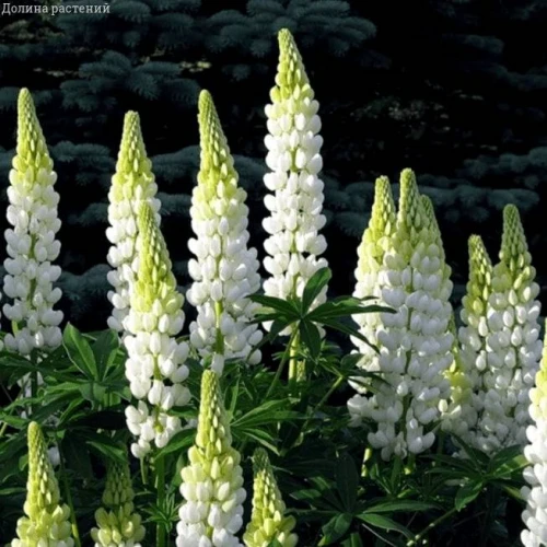 Lupin White 